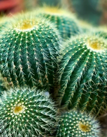 Caryophylla Cactus