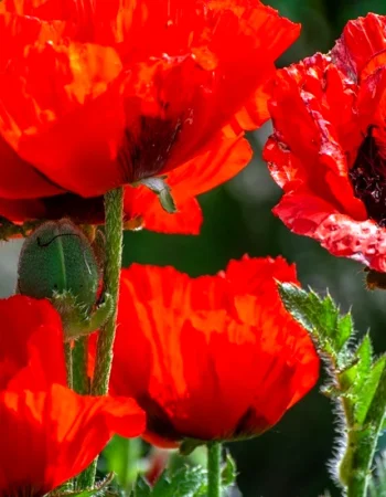 Papaver Kardinal Ko'knori