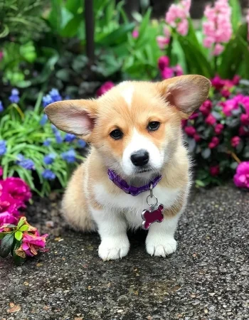 Mini Welsh Corgi