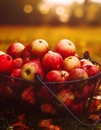 Autumn apples