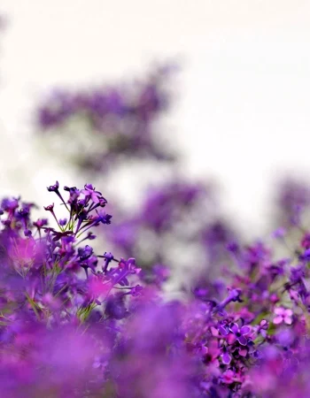 Lilac flowers