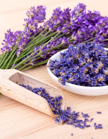 Lavender inflorescence