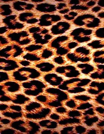 Leopard fon