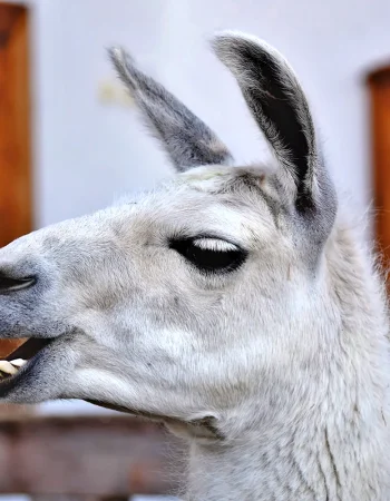 Guanaco llama head