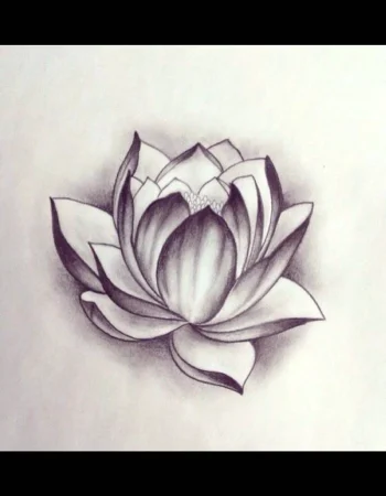 Lotus sketch