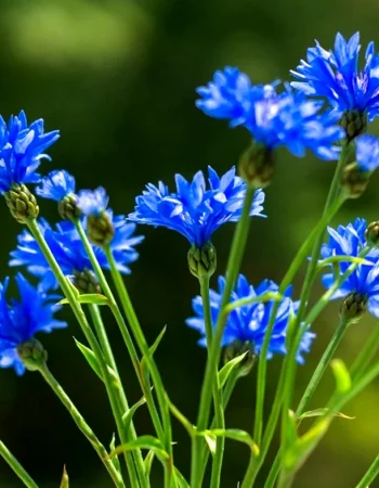 Field cornflower