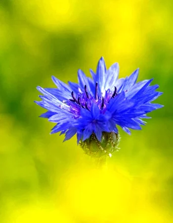 Cornflower glow