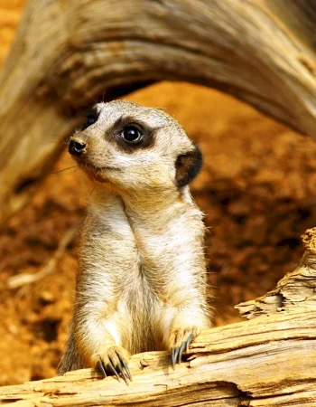 Timon meerkat yoki Mongus