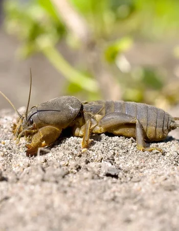 Buyurtma Orthoptera mole cricket