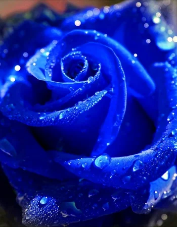 Ultramarine Rose