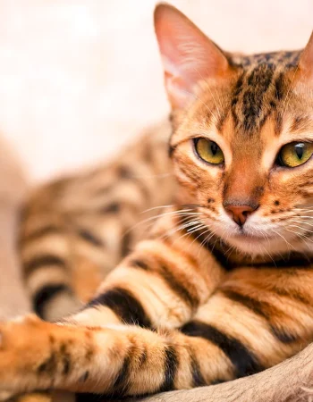 Bengal Tabbi