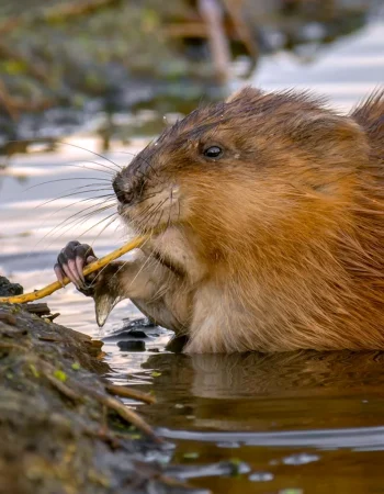 Muskrat Musk Kalamush