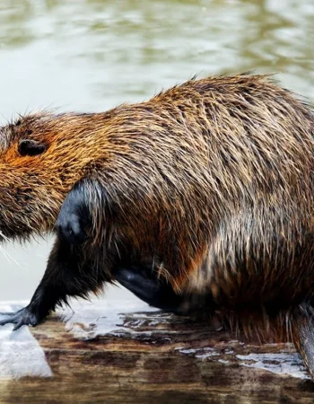 Nutria botqog'i Qunduz