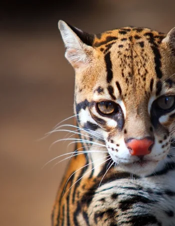 Mushuklar Ocelot