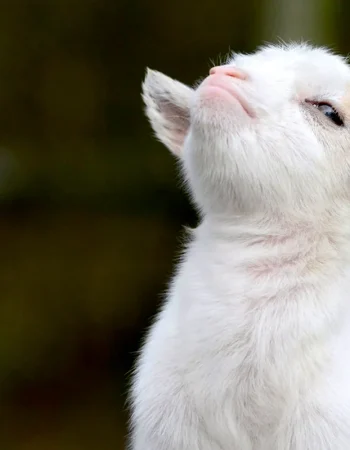 Proud Goat