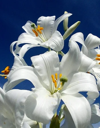 Qor-oq Lily-Lilium