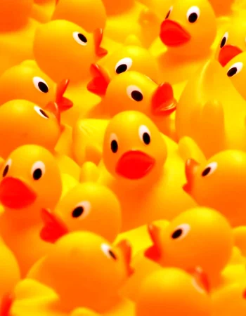 Ducks