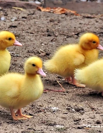 Ducklings