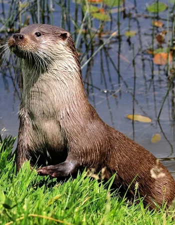 Lutra Lutra Otter