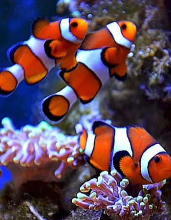 Amphiprion Clownfish