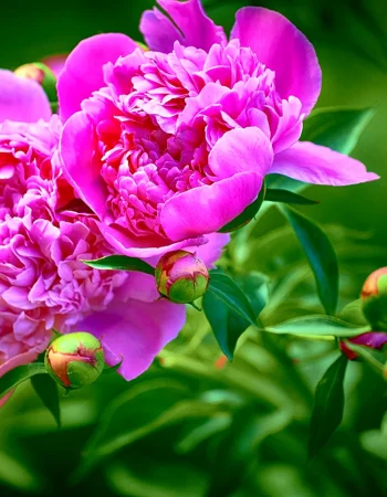 Peony Splendid Cornelia