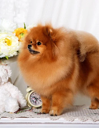 Pomeranian