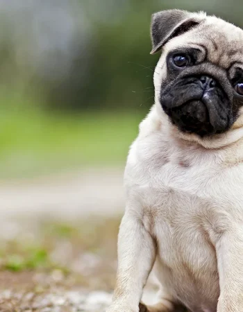 Pug