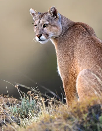 Mountain Lion Cougar