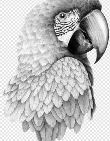 Parrot Graphics