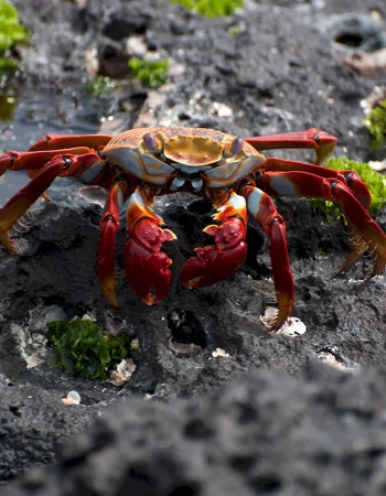 Sally Lightfoot Crab