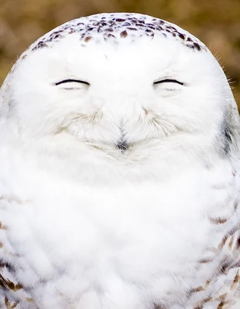 Yangi Zelandiya Laughing Owl