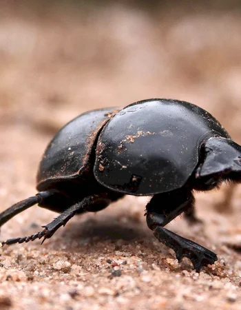 Sacred Scarab Beetle