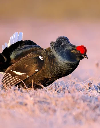 Capercaillie va qora grouse