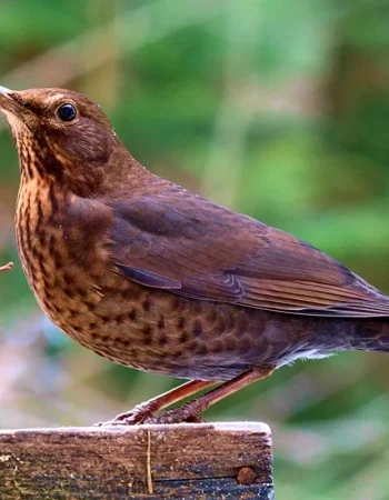 Common Thrush