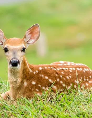 Fawn