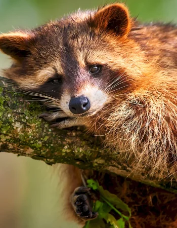 Red Raccoon Raccoon