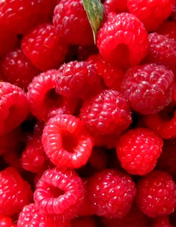 Habib berry Raspberry