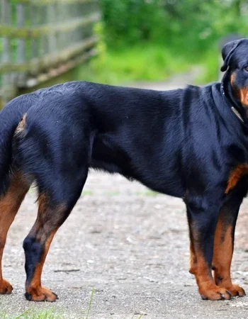 Rottweiler it