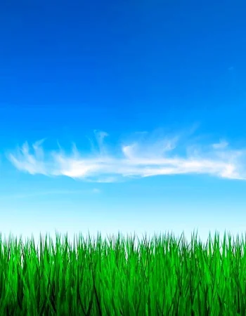 Grass and Sky