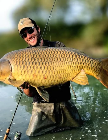 Carp Cyprinus Carpio