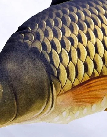 Carp Cyprinus Carpio