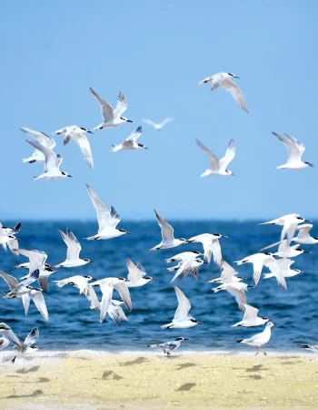 Cayo Coco Seagulls