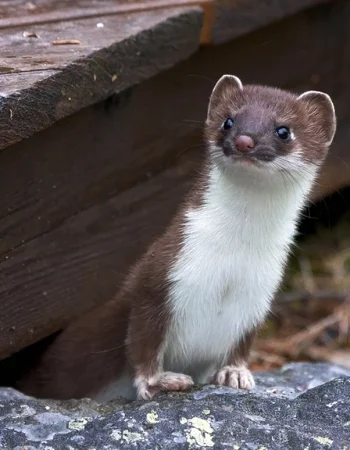 Weasel mink ferret ermine