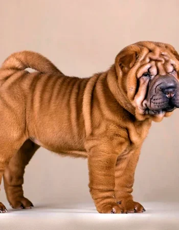 Shar Pei it zoti Itlar