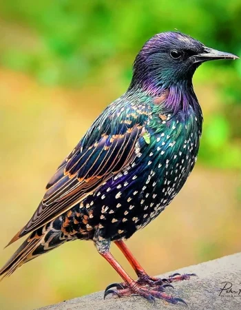 Shpak starling