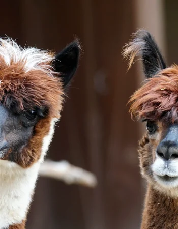 Llama alpaka guanaco Vicuña