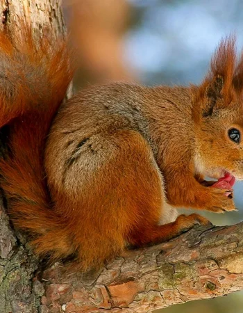 Teledut Squirrel