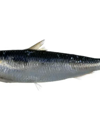 Sardinella baliq