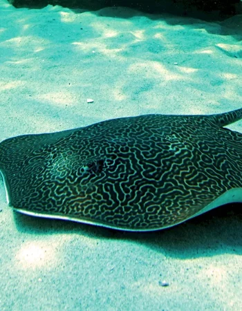 Stingray