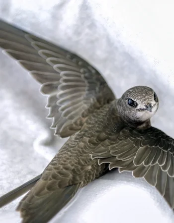 Spine-tailed Swift